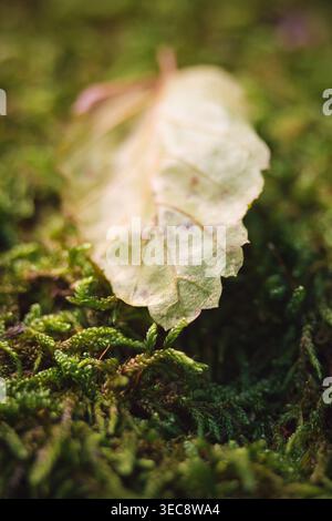 Autumn leaf on green moss macro, soft focus forest floor detail Stock Photo