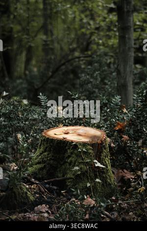 ut tree stump in forest with moss, deforestation concept woodland scene Stock Photo