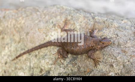 A Coast Ranges Fence Lizard female, possible gravid in her dark phase, or has extra melanin, or lacks other pigments. Santa Teresa County Park, Santa Stock Photo