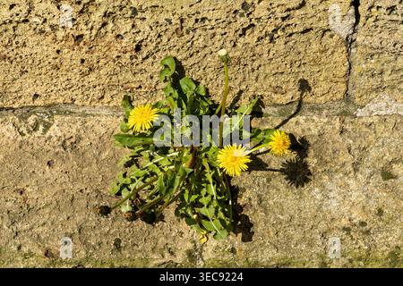 Dandelions growing in a wall, Cotswold Stone, Stow-on-the-Wold, The Cotswolds, England, Great Britain Stock Photo