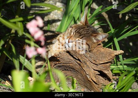 Cat dozing in the sunshine leant on a log in the garden. Stock Photo