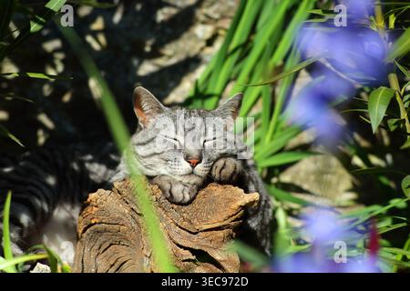 A domestic cat dozing in a garden leant on a log. Stock Photo