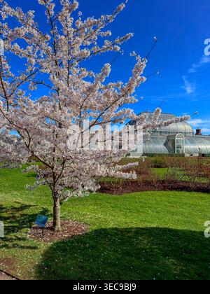 Yoshino cherry trees in full blossom in front of the Palm House on a sunny spring morning at The Royal Botanic Gardens Kew in London Stock Photo