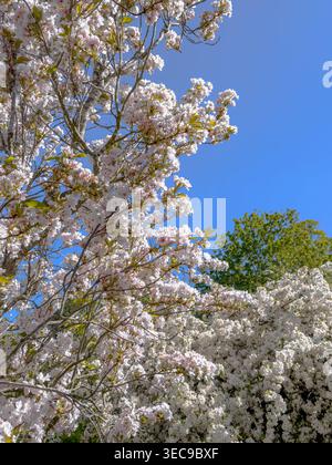 Yoshino cherry trees covered in blossom line the Cherry Walk leading to the entrance of The Temperate House at Kew Gardens on a bright spring days Stock Photo