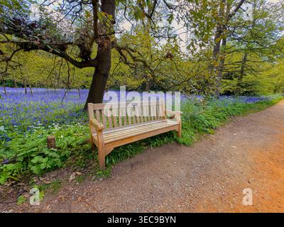 English bluebells, Hyacinthoides non - scripta in a woodland clearing behind a wooden garden bench on a spring day at Kew Gardens, Kew ,London Stock Photo