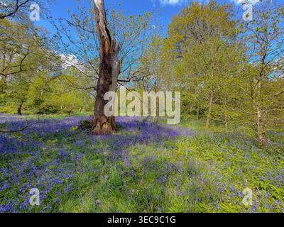 A tree trunk surrounded by English bluebells, Hyacinthoides non - scripta on a spring morning in a woodland clearing at Kew Gardens,Kew ,London Stock Photo