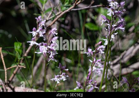 Small Roundleaf Orchid Purple Blossoms Stock Photo