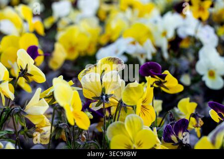 Side And Back View Of Garden Pansies Stock Photo