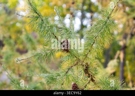 Tamarack Cone On The Branch Stock Photo