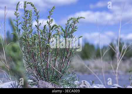 Field Wormwood Along The Bighorn River Stock Photo