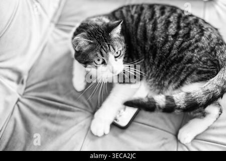 Black and white portrait of curious tabby cat sitting on sofa over smartphone, funny pet lifestyle and domestic technology concept. Stock Photo