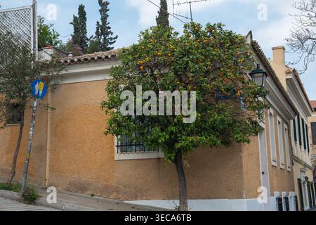 A street-level shot on a sloped Plaka road, featuring a lush bitter orange tree laden with ripe fruit. Stock Photo