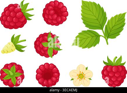 Raspberry set with berries, leaves and flower. Hand drawn trendy flat style isolated. Ideal for healthy food icons, packaging, menus, packaging, textiles, stickers and food design. Vector illustration Stock Vector