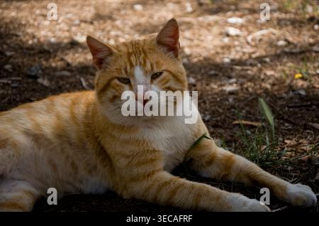 Ginger Tabby Cat Relaxing Outdoors Stock Photo