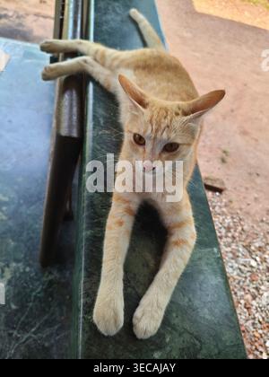Domestic cat lying down with front paws stretched forward on outdoor surface in Kerala, India – relaxed Indian house cat resting peacefully in natural Stock Photo