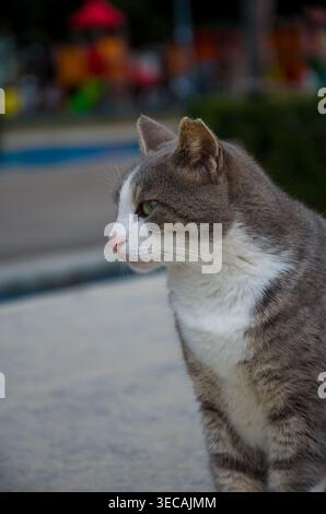 Close-up of a Gray Tabby Cat Outdoors Stock Photo