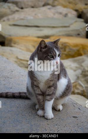 Grey and White Cat Sitting on a Concrete Surface Stock Photo