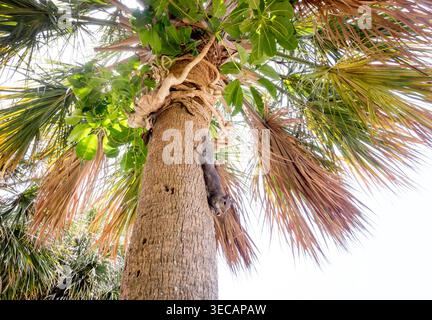 An Eastern Gray Squirrel (Sciurus carolinensis) hanging upside down on a palm tree trunk and holding a nut Stock Photo