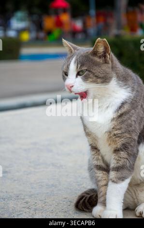 Gray and White Cat Sitting Outdoors Stock Photo