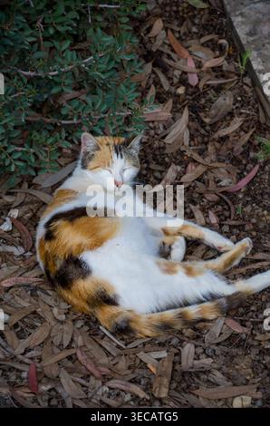 Calico Cat Relaxing Outdoors on Leafy Ground Stock Photo