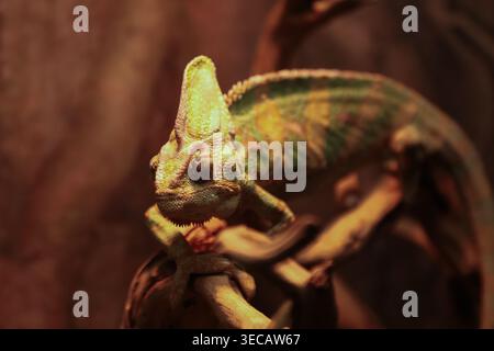 Vibrant green and yellow chameleon with textured skin and distinctive casque perches on a rustic tree branch. Sharp focus on the reptile's eye and hea Stock Photo