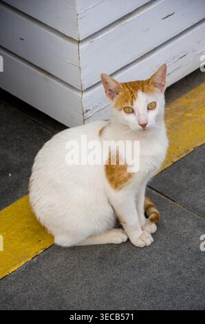 White and Ginger Cat Sitting on Pavement Stock Photo