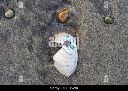 Three stones and a broken shell are washed up in the sand on the beach Stock Photo