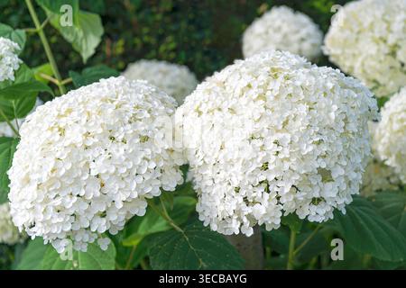 Incrediball hydrangea (Hydrangea arborescens 'Incrediball', Hydrangea arborescens Incrediball), cultivar Incrediball, Germany Stock Photo