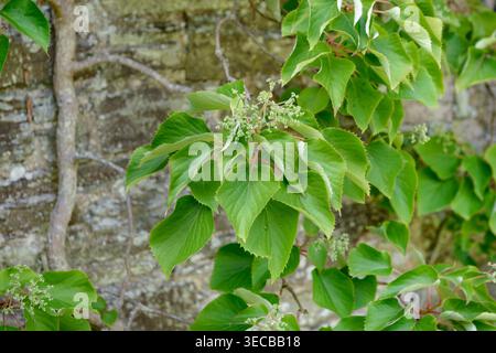 Japanese hydrangea vine (Schizophragma hydrangeoides, Hydrangea hydrangeoides), branch in bud Stock Photo