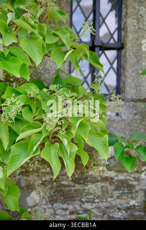 Japanese hydrangea vine (Schizophragma hydrangeoides, Hydrangea hydrangeoides), branch in bud Stock Photo