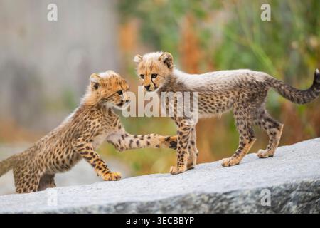cheetah (Acinonyx jubatus), two cheetah cubs playing together on a rock boulder Stock Photo
