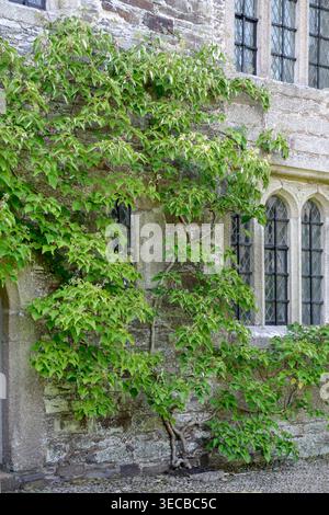 Japanese hydrangea vine (Schizophragma hydrangeoides, Hydrangea hydrangeoides), branch in bud Stock Photo