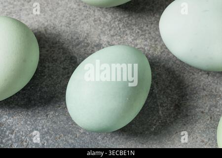 Raw Organic Blue Green Eggs Ready to Cook in a Bowl Stock Photo