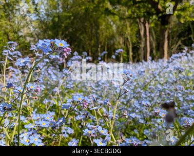Wood forget-me-not (Myosotis sylvatica) Stock Photo