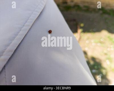 A small Asian lady beetle (Harmonia axyridis) sitting on the shoulder of a person's light-colored jacket outdoors during a sunny spring day. Stock Photo