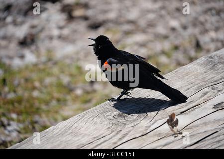 A Red-winged Blackbird perched gracefully on a weathered wooden log with a soft blurred natural background during a clear spring day in the outdoors Stock Photo