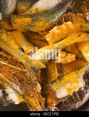raw small fish coated in yellow turmeric powder, detailed scales and bones of cleaned fish, top view in full frame, traditional cooking concept Stock Photo