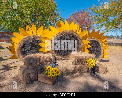 Hay Bale competition  in Tenterfield Stock Photo