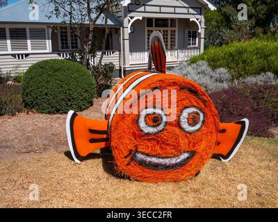 Hay Bale competition  in Tenterfield Stock Photo