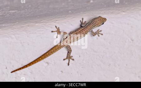 A brown spotted Common Dwarf Gecko (Lygodactylus capensis) lizard on a concrete wall at Mologa river lodge, Bela-bela, Limpopo, South Africa ZA Stock Photo