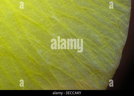 Macro closeup of yellow flower petal texture with fine veins and soft gradient natural light creating abstract background and organic surface detail Stock Photo