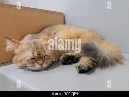 Golden brown fluffy cat peacefully sleeps on a light grey surface near a wooden panel indoors Stock Photo