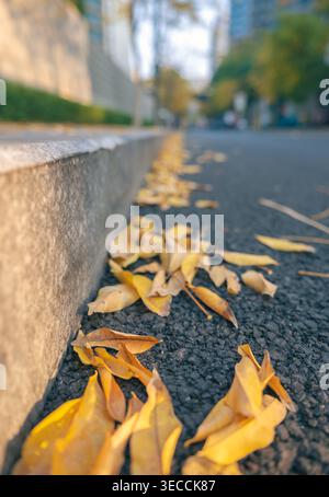 Golden autumn leaves scattered on a dark asphalt street next to a textured concrete curb under soft morning light Stock Photo