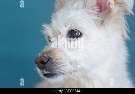 White fluffy mix dog attentively watching with keen eyes on a bright blue background Stock Photo