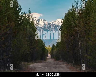 Mountain view from a rustic road lined with tall green pine trees in a natural forest during clear daylight Stock Photo