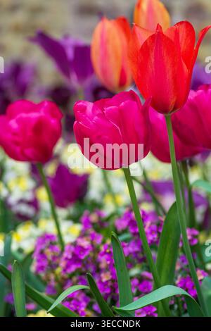 Red, orange and purple tulips, Tulip flowerbed, Spring borders, springtime, England, UK. Stock Photo