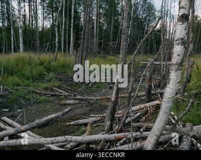 Fallen birch logs and branches cover muddy ground in a dense forest with green undergrowth Stock Photo