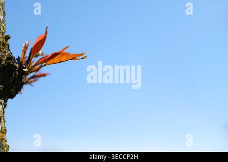 New red leaves emerging from a tree trunk against a clear blue sky, symbolizing spring growth Stock Photo