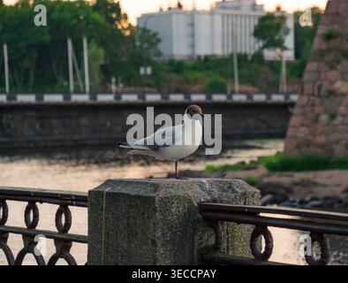 Black-headed gull stands on one leg atop stone pillar by river, old bridge and city buildings bathed in golden light Stock Photo