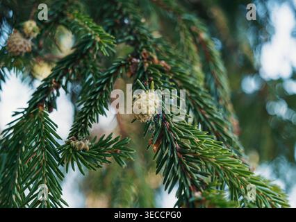 Green needles and young cones growing on a conifer branch in a vibrant spring forest Stock Photo
